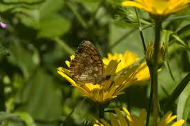 Attēlu rezultāti vaicājumam “Brenthis ino underside”