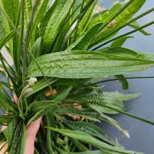 Attēlu rezultāti vaicājumam “Plantago lanceolata leaf”