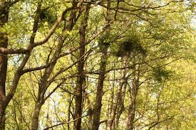 Attēlu rezultāti vaicājumam “Taphrina betulina”