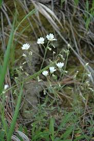 Attēlu rezultāti vaicājumam “Cerastium arvense flower”
