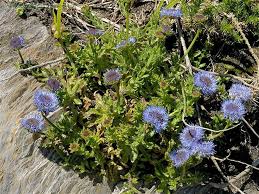 Attēlu rezultāti vaicājumam “Libanotis montana flower”