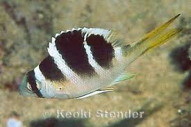 Image result for Monotaxis grandoculis