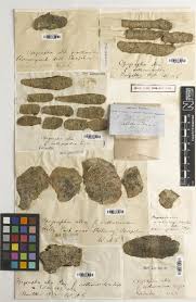 Attēlu rezultāti vaicājumam “Opegrapha atra”