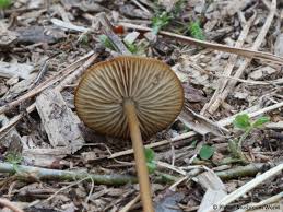 Attēlu rezultāti vaicājumam “Strobilurus esculentus”