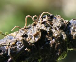 Attēlu rezultāti vaicājumam “Nematomorpha”