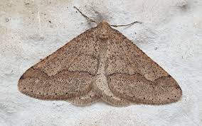 Attēlu rezultāti vaicājumam “Agriopis marginaria”