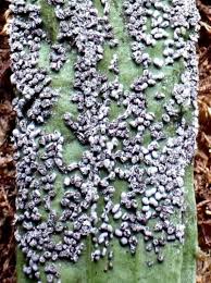 Attēlu rezultāti vaicājumam “Physarum cinereum”