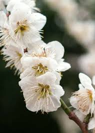 Attēlu rezultāti vaicājumam “Pyrus communis flower”