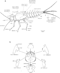 Attēlu rezultāti vaicājumam “Ephemeroptera larvae”