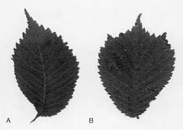 Attēlu rezultāti vaicājumam “Ulmus glabra leaf”