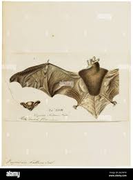 Attēlu rezultāti vaicājumam “Myotis nattereri”