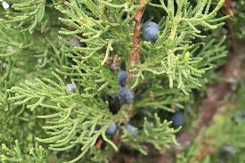 Attēlu rezultāti vaicājumam “Juniperus chinensis”
