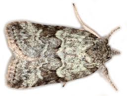 Attēlu rezultāti vaicājumam “Panolis umbra”