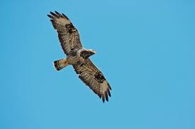 Attēlu rezultāti vaicājumam “Buteo lagopus adult”