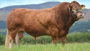 Image result for ganado bovino