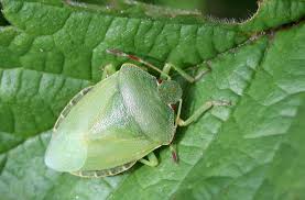 Attēlu rezultāti vaicājumam “Palomena prasina”