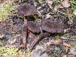 Attēlu rezultāti vaicājumam “Dianema nivale spores”