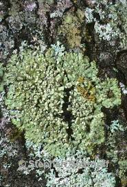 Attēlu rezultāti vaicājumam “Phaeophyscia orbicularis”