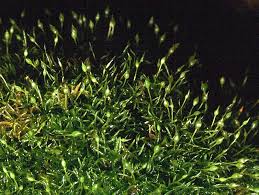 Attēlu rezultāti vaicājumam “Rhabdoweisia fugax”