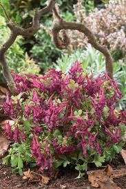 Attēlu rezultāti vaicājumam “Corydalis solida leaf”