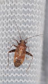 Attēlu rezultāti vaicājumam “Phytocoris sp.”