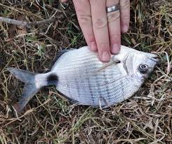Image result for Diplodus capensis
