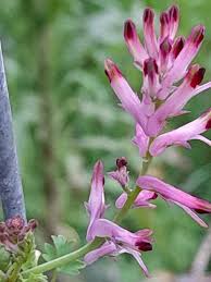 Image result for Fumaria officinalis