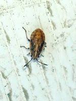 Attēlu rezultāti vaicājumam “Nithecus jacobaeae”