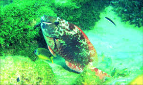 Image result for Sparisoma frondosum