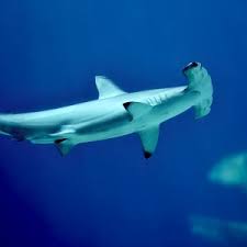 Image result for Sphyrna corona