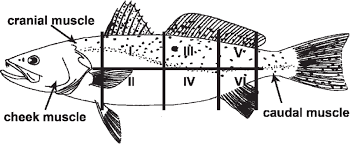 Image result for Cynoscion nebulosus