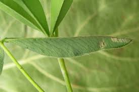 Attēlu rezultāti vaicājumam “Ancylis badiana”