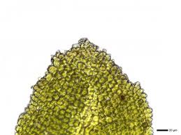 Attēlu rezultāti vaicājumam “Anomodon viticulosus sporophyte”