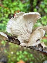 Attēlu rezultāti vaicājumam “Arrhenia retiruga”