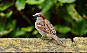 Attēlu rezultāti vaicājumam “Passer domesticus male”