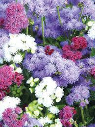 Image result for Leberbalsam