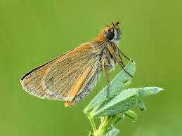 Attēlu rezultāti vaicājumam “Thymelicus sylvestris female”