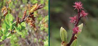 Attēlu rezultāti vaicājumam “Myrica gale fruit”