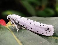 Attēlu rezultāti vaicājumam “Yponomeuta malinellus / cagnagella”