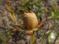 Attēlu rezultāti vaicājumam “Parnassia palustris fruit”