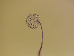 Attēlu rezultāti vaicājumam “Cribraria microcarpa”