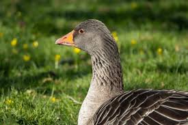 Attēlu rezultāti vaicājumam “Anser anser”