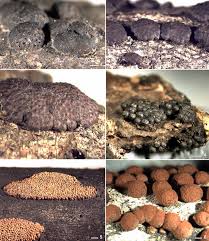 Attēlu rezultāti vaicājumam “Hypoxylon vogesiacum”