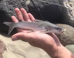 Image result for Ariopsis felis