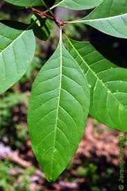 Attēlu rezultāti vaicājumam “Chionanthus virginicus leaf”