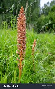 Attēlu rezultāti vaicājumam “Orobanche elatior flower”