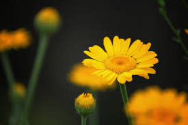 Image result for Färberkamille