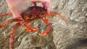 Image result for Maja brachydactyla