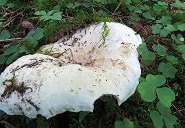 Attēlu rezultāti vaicājumam “Lactarius lygniotus”