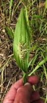 Attēlu rezultāti vaicājumam “Plantago lanceolata leaf”